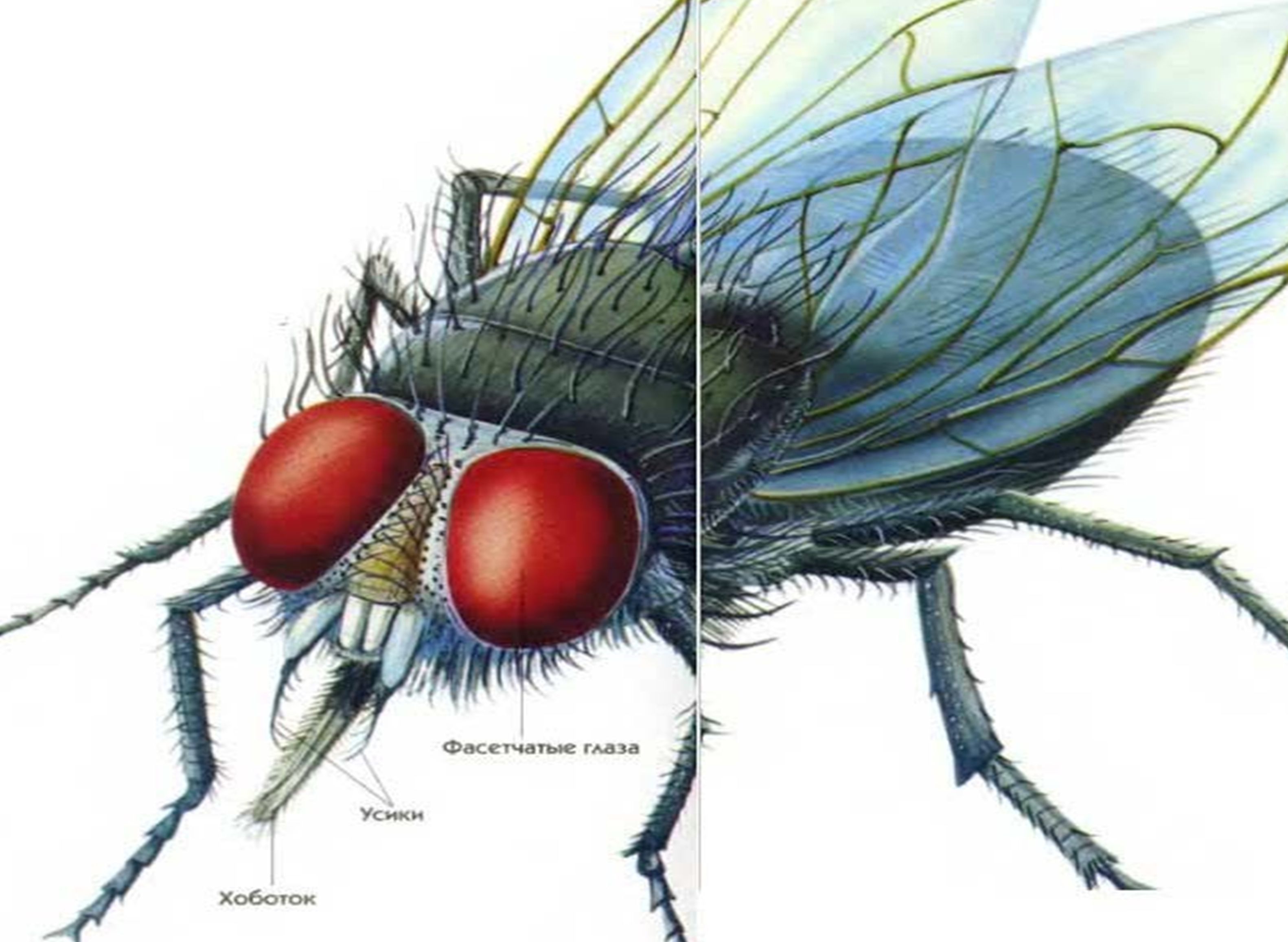 Чымын алып кеткен нерсени кайтарып алуу мүмкүн эмес