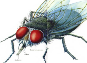 Чымын алып кеткен нерсени кайтарып алуу мүмкүн эмес