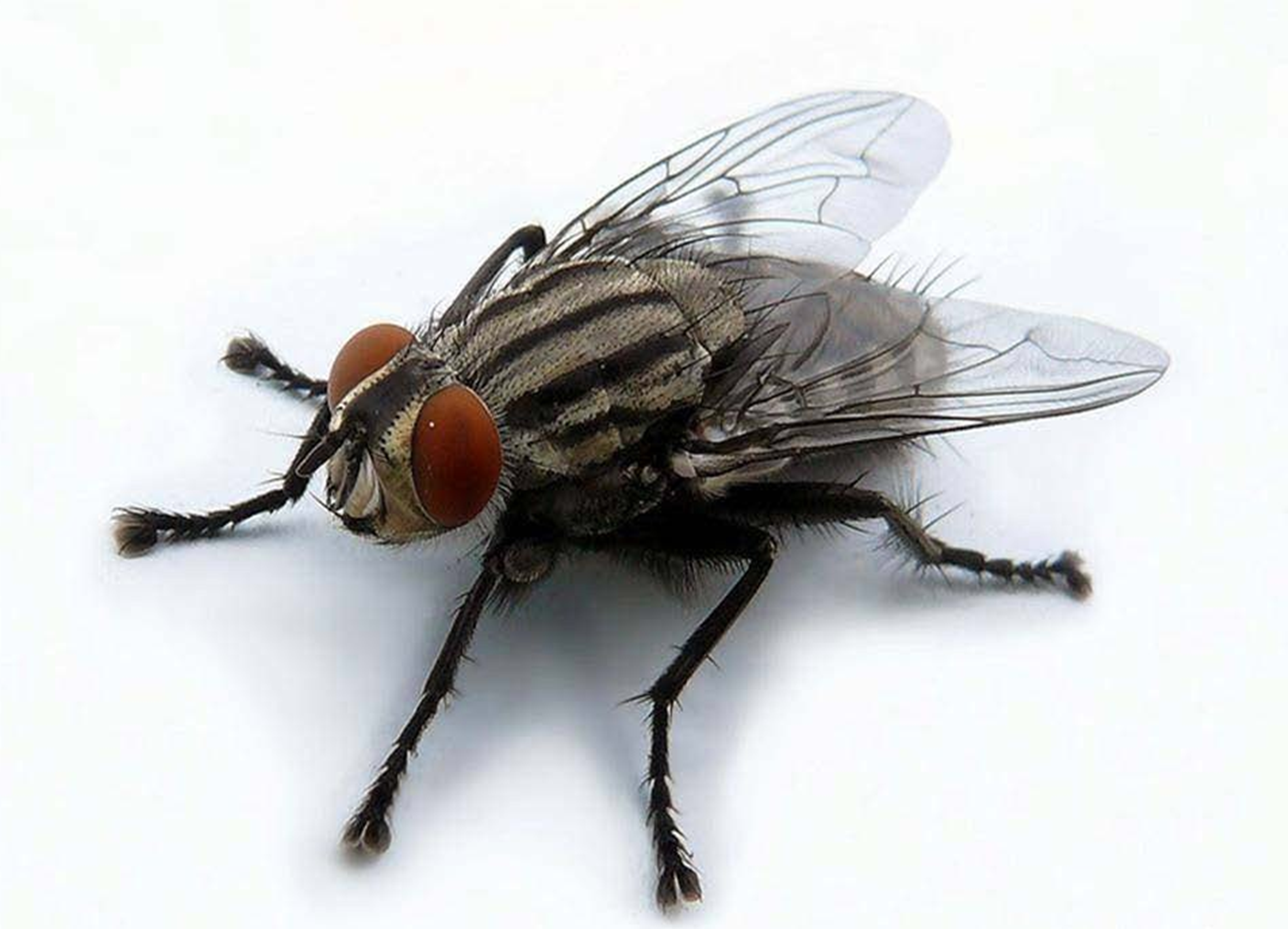 Чымындындын канаттарындагы оору жана шыпаа