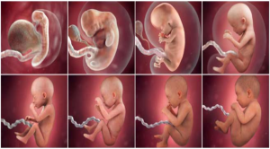 Адамдын жаралуу этаптары